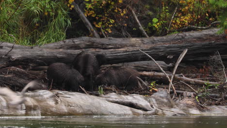 Grizzly-bear-family-eating-fish-on-shore-of-Atnarko-river-in-Canada,-natural-habitat