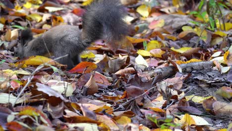 Adorable-Squirrel-hide-nut-in-fallen-leaves-on-the-ground-of-Autumn-forest,-animal-behavior
