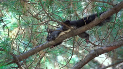 Korean-tree-squirrel-lying-down-on-a-pine-branch-in-Yangjae-Forest,-Seoul,-South-Korea---look-up-close-up-view