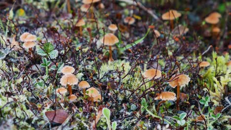 Low-angle-pan-right-of-different-toxic-mushroom-in-moss,-nature-landscape---Hiking-on-Glacier-Burn-Track-in-New-Zealand