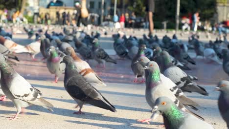 Close-up-view-of-crowd-of-pigeons-walking-on-the-ground-in-the-sunlit-street