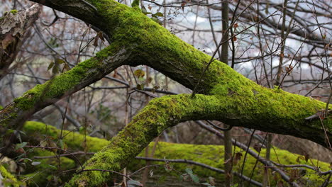 Close-up-view-of-a-tree-trunk-full-of-fresh-moss