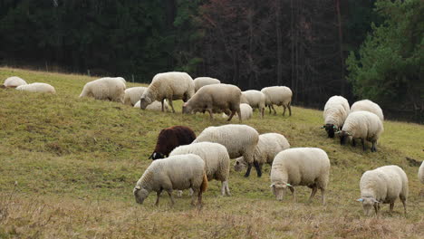 A-herd-of-sheep-grazing-on-a-hill-during-an-autumn-afternoon