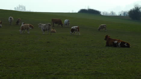 Un-Rebaño-De-Vacas-Pastando-En-Una-Colina-Durante-Un-Soleado-Día-De-Otoño