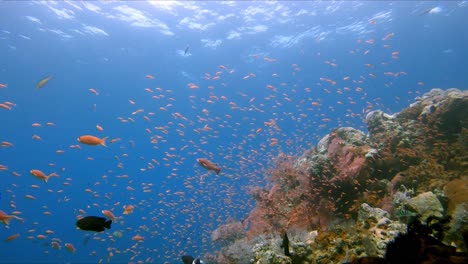 Riesige-Menge-Kleiner-Tropischer-Fische,-Die-In-Der-Strömung-über-Einem-Korallenriff-Schwimmen