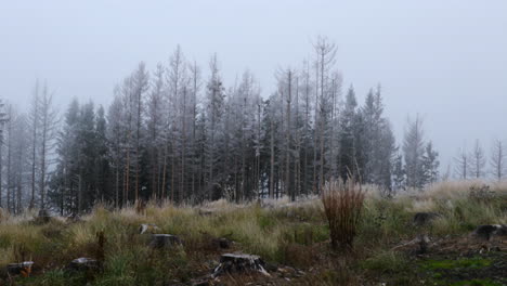 Niebla-En-Medio-Del-Bosque-Con-Vistas-Al-Tronco-Del-árbol-Y-Nieve-Fina-Al-Fondo