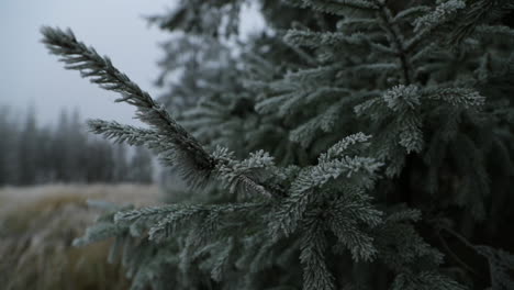 View-of-coniferous-trees-covered-with-fresh-icing-during-a-thick-fog-in-the-background