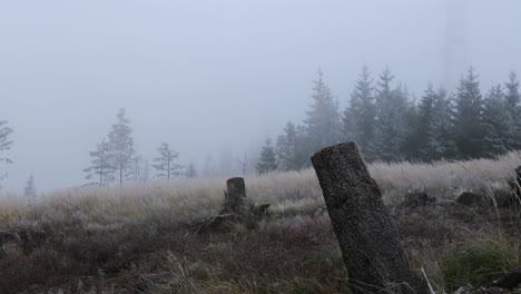 Nebel-Mitten-Im-Wald-Mit-Blick-Auf-Den-Baumstamm-Und-Feinen-Schnee-Im-Hintergrund