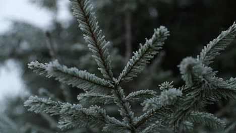 View-of-coniferous-trees-covered-with-fresh-icing-during-a-thick-fog-in-the-background