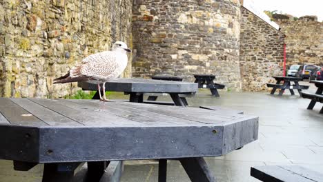 Cheeky-grey-seagull-standing-on-Conwy-harbour-picnic-table-in-overcast-Autumn-marina-slow-dolly-right