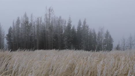 Nebel-Mitten-Im-Wald-Mit-Blick-Auf-Gelbes-Gras-Und-Neuschnee