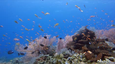 Pequeños-Peces-Tópicos-Que-Luchan-Contra-Una-Fuerte-Corriente-Sobre-Un-Colorido-Arrecife-De-Coral