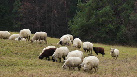 A-herd-of-sheep-grazing-on-a-hill-during-an-autumn-afternoon
