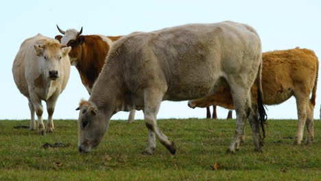 Un-Rebaño-De-Vacas-Pastando-En-Una-Colina-Durante-Un-Soleado-Día-De-Otoño