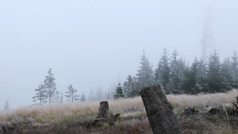 Nebel-Mitten-Im-Wald-Mit-Blick-Auf-Den-Baumstamm-Und-Feinen-Schnee-Im-Hintergrund