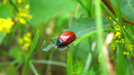 Vista-Estática-Del-Pequeño-Insecto-Escarabajo-Rojo-Y-Negro-Ocupado-Comiendo-Una-Gran-Hoja-Verde