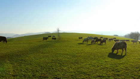 Eine-Herde-Kühe,-Die-An-Einem-Sonnigen-Herbsttag-Auf-Einem-Hügel-Grasen