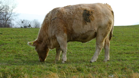 Vaca-Pastando-En-La-Colina-Durante-El-Soleado-Día-De-Otoño-Vista-De-Primer-Plano
