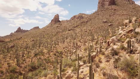 Drone-shot-flight-over-many-Saguaro-cactuses-in-a-typical-midwestern-landscape-somewhere-in-the-Sonoran-Desert,-Arizona-USA-in-4k