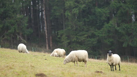 Eine-Schafherde,-Die-An-Einem-Herbstnachmittag-Auf-Einem-Hügel-Weidet