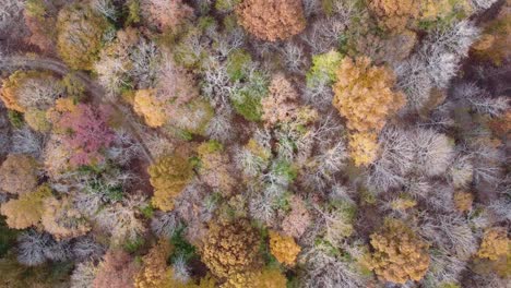 Aerial-top-down-view-of-autumn-forest-with-green-and-yellow-trees---Mixed-deciduous-and-coniferous-forest-during-the-fall-season---drone-orbit