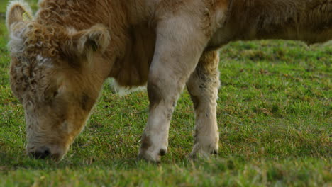 Vaca-Pastando-En-La-Colina-Durante-El-Soleado-Día-De-Otoño-Vista-De-Primer-Plano