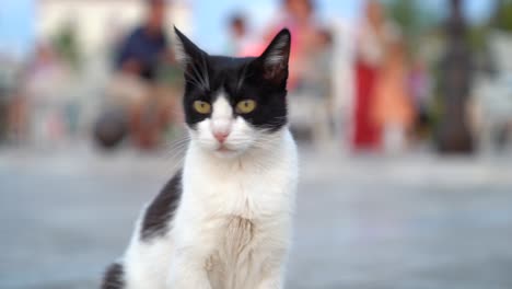 Porträt-Einer-Streunenden-Katze,-Die-Auf-Der-Straße-Sitzt-Und-Nach-Nahrung-Sucht,-Unscharfer-Personenhintergrund