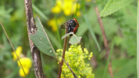 Escarabajo-Rojo-Chrysomela-Populi-Descansando-En-La-Punta-Del-Arbusto,-Parque-Santuario-Nacional-De-Texel