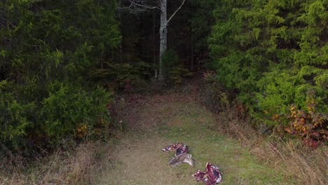Aerial-View-Of-Deer-Carcass-Lying-On-The-Ground-Near-The-Forest-Entrance