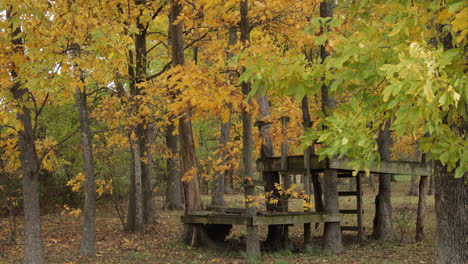 Herbstfarbe-Bäume-Wehen-Blätter-Fallen