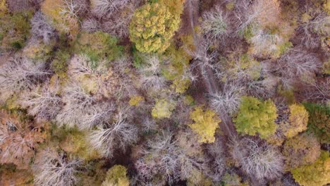 Drone-Volando-Sobre-Las-Copas-De-Los-árboles-Del-Bosque-En-Colores-Otoñales
