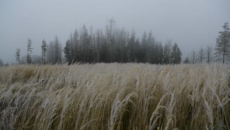 Nebel-Mitten-Im-Wald-Mit-Blick-Auf-Gelbes-Gras-Und-Neuschnee
