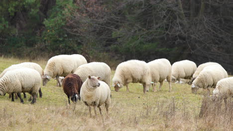 Eine-Schafherde,-Die-An-Einem-Herbstnachmittag-Auf-Einem-Hügel-Weidet