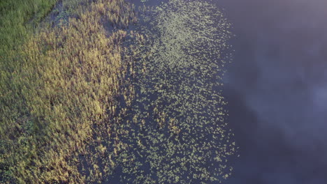 Aerial-drone-shot-of-aquatic-plants-in-a-lake-by-golden-hour-during-sunset