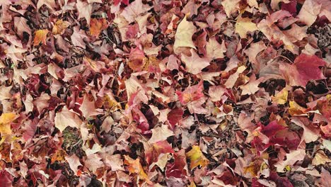Autumn-Leaves-on-Ground
