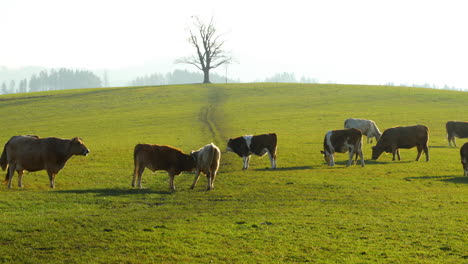 Eine-Herde-Kühe,-Die-An-Einem-Sonnigen-Herbsttag-Auf-Einem-Hügel-Grasen