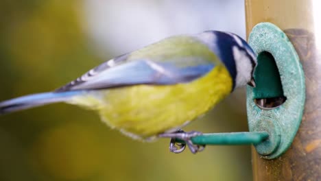 HD-Super-slow-motion-macro-footage-of-a-bird-flying-to-a-bird-feeder-and-eating-seeds,-from-up-close