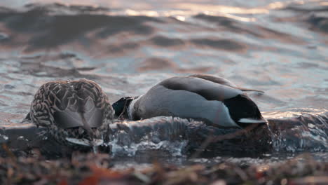 Mallard-Ducks-Feeding-On-The-Shoreline-With-Waves-At-Dusk