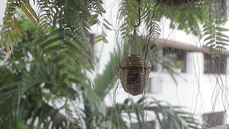 panoramic-shot-of-bird's-nest-created-by-hand