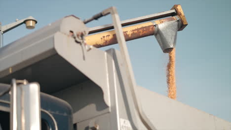 Wheat-Grains-Pouring-From-A-Harvester-Machine-Against-Blue-Sky-At-The-Farm