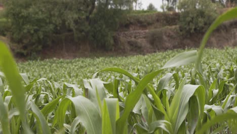 Rural-agricultural-Corn-field---cusco-Peru-4k-60fps