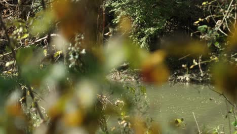 Herbstlaub-Im-Vordergrund-Und-Ein-Fließender-Fluss-Im-Hintergrund