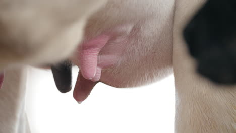 Closeup-of-Breast-milk-of-Cow-in-livestock-farm---Cow's-udder