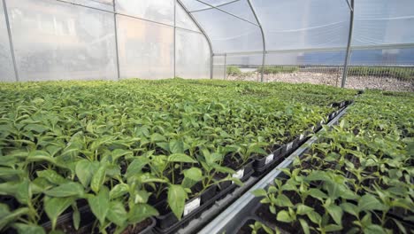 wide-moving-gimbal-shot-of-greenhouse-full-of-young-green-seedlings-placed-in-rows