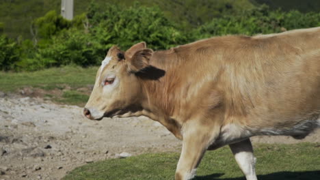 Profile-shot-of-brown-cow-walking-down-side-of-road,-slow-motion