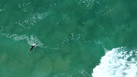 4k-Luftaufnahme-Von-Oben-Eines-Extremsport-Profi-Surferpaddels-Im-Tiefseewasser-Mit-Seinem-Surfbrett-In-Australien