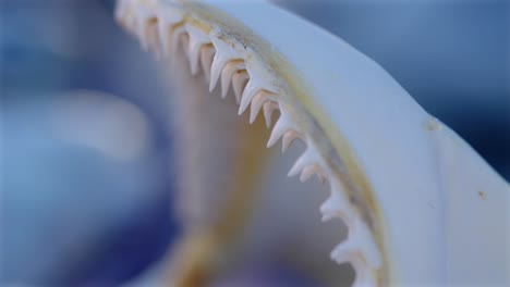 Fokusübergänge-Von-Haifischzähnen