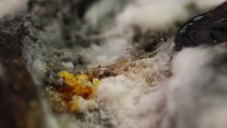 Mycelium-of-microscopic-molds-growing-on-rotting-tomato,-and-tiny-mites