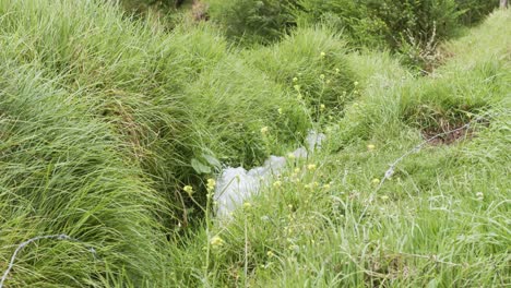 stream-flowing-between-Grass-4k-60fps