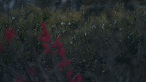 Red-berries-and-plants-swaying-in-the-wind-during-a-snow-storm--Slowmo